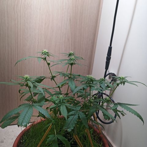 Unknown Mist #1 growlog timeline photo