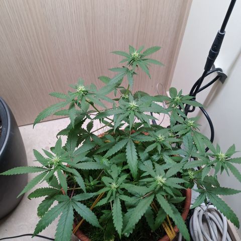 Unknown Mist #1 growlog timeline photo