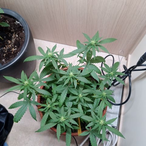Unknown Mist #1 growlog timeline photo