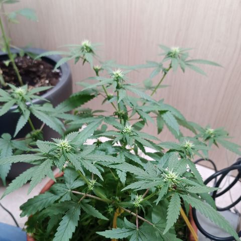 Unknown Mist #1 growlog timeline photo