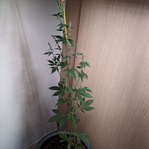 Royal Bluematic  growlog timeline photo