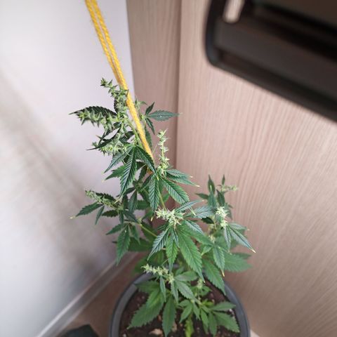 Royal Bluematic  growlog timeline photo
