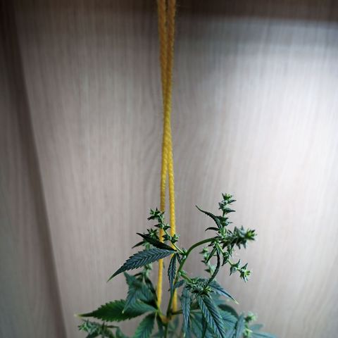 Royal Bluematic  growlog timeline photo