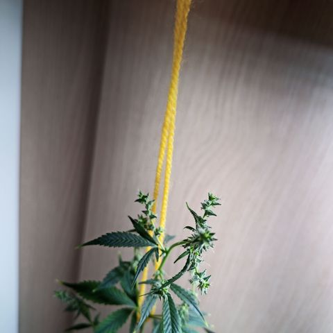 Royal Bluematic  growlog timeline photo