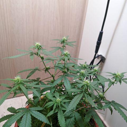 Unknown Mist #1 growlog timeline photo