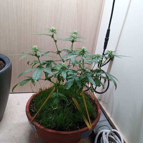 Unknown Mist #1 growlog timeline photo