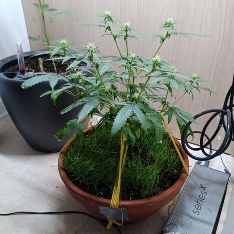Unknown Mist #1 growlog timeline photo