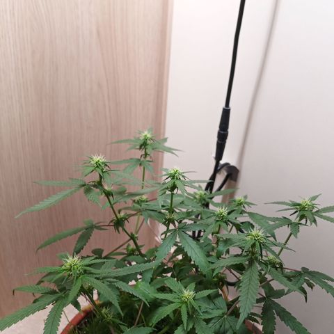 Unknown Mist #1 growlog timeline photo