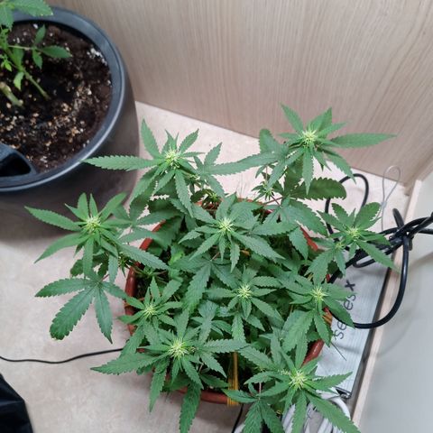 Unknown Mist #1 growlog timeline photo