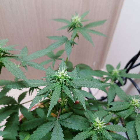 Unknown Mist #1 growlog timeline photo