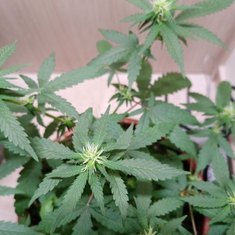 Unknown Mist #1 growlog timeline photo