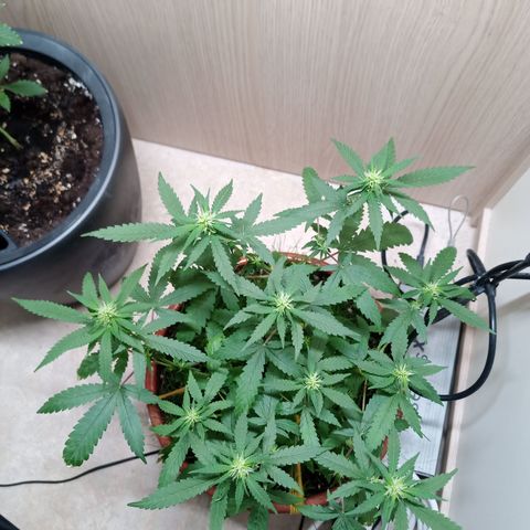 Unknown Mist #1 growlog timeline photo