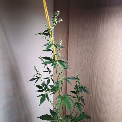 Royal Bluematic  growlog timeline photo