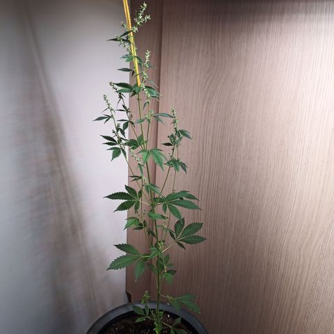 Royal Bluematic  growlog timeline photo