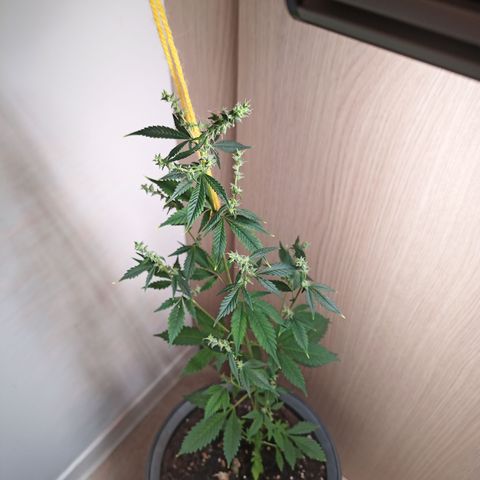 Royal Bluematic  growlog timeline photo