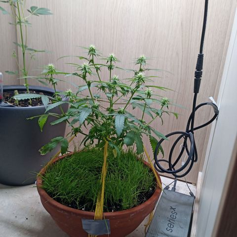 Unknown Mist #1 growlog timeline photo