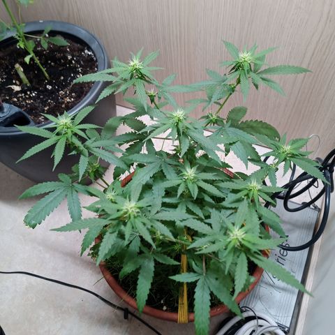 Unknown Mist #1 growlog timeline photo