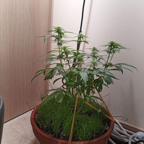 Unknown Mist #1 growlog timeline photo