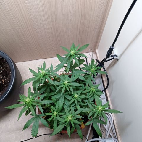 Unknown Mist #1 growlog timeline photo