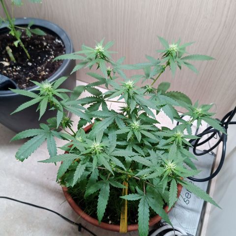 Unknown Mist #1 growlog timeline photo