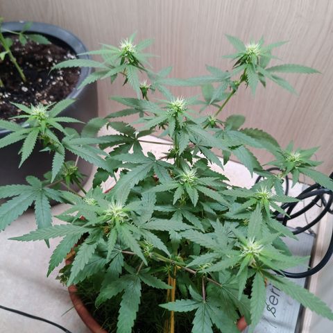 Unknown Mist #1 growlog timeline photo
