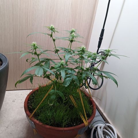 Unknown Mist #1 growlog timeline photo