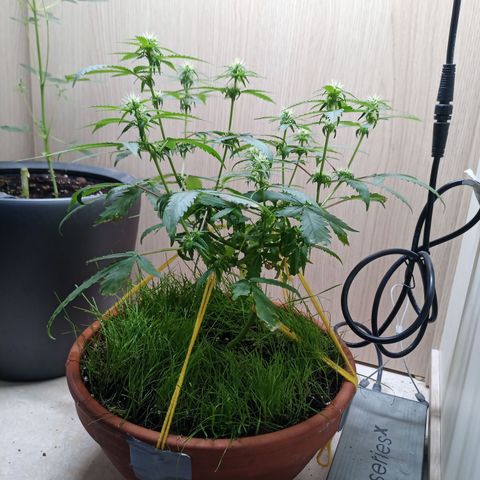 Unknown Mist #1 growlog timeline photo