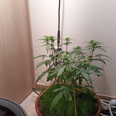 Unknown Mist #1 growlog timeline photo