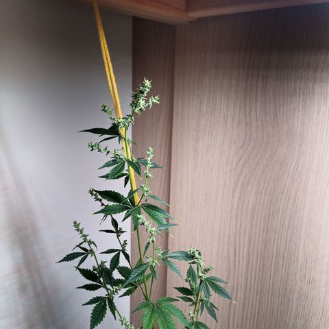 Royal Bluematic  growlog timeline photo