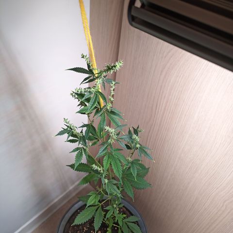 Royal Bluematic  growlog timeline photo