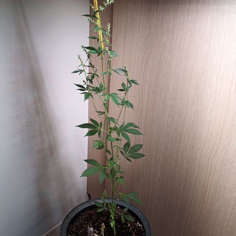 Royal Bluematic  growlog timeline photo