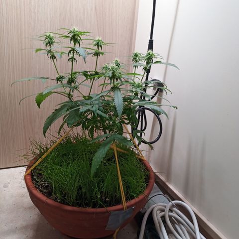 Unknown Mist #1 growlog timeline photo