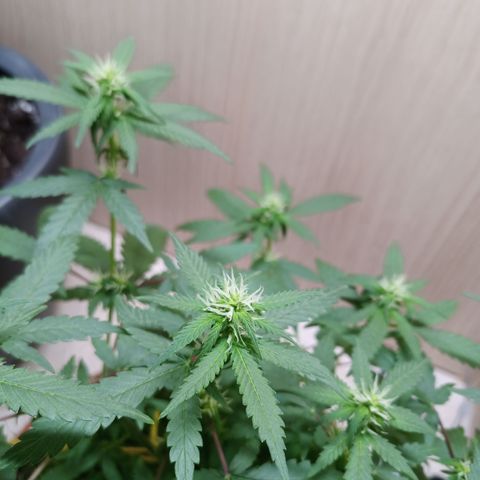 Unknown Mist #1 growlog timeline photo