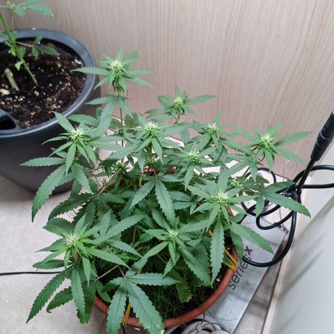 Unknown Mist #1 growlog timeline photo