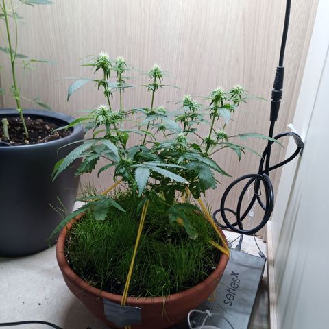 Unknown Mist #1 growlog timeline photo