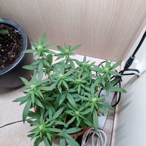 Unknown Mist #1 growlog timeline photo