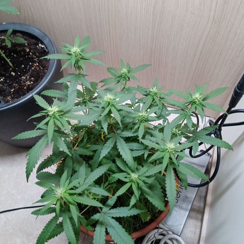 Unknown Mist #1 growlog timeline photo