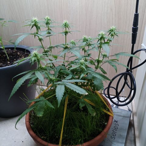 Unknown Mist #1 growlog timeline photo