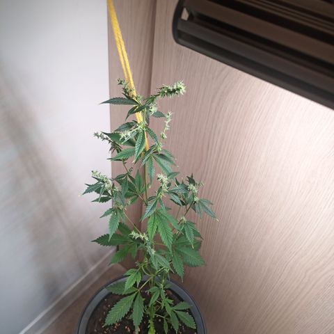 Royal Bluematic  growlog timeline photo