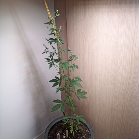 Royal Bluematic  growlog timeline photo