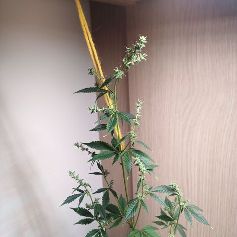 Royal Bluematic  growlog timeline photo