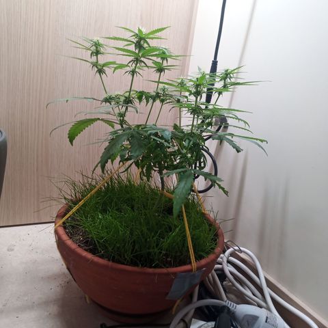 Unknown Mist #1 growlog timeline photo