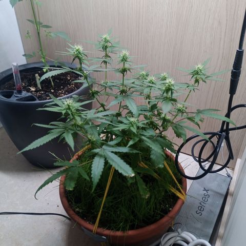 Unknown Mist #1 growlog timeline photo