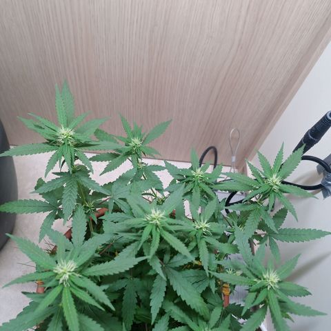 Unknown Mist #1 growlog timeline photo