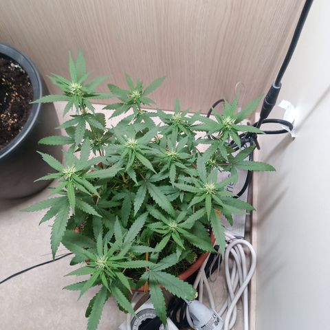Unknown Mist #1 growlog timeline photo