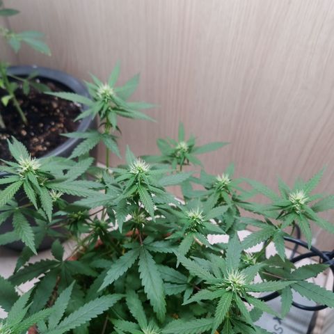 Unknown Mist #1 growlog timeline photo