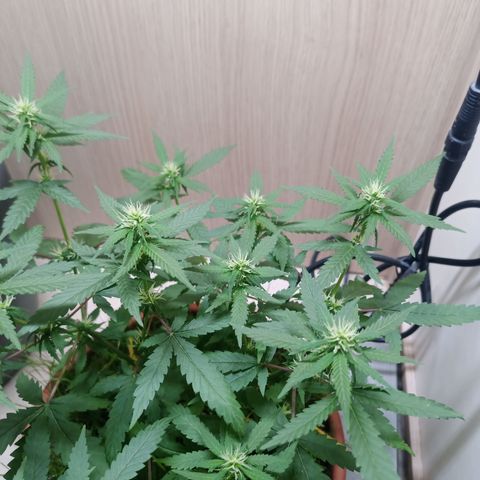 Unknown Mist #1 growlog timeline photo