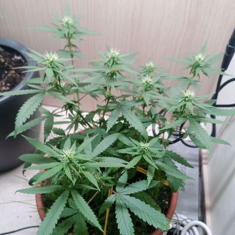 Unknown Mist #1 growlog timeline photo
