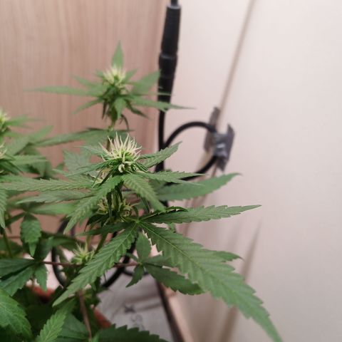 Unknown Mist #1 growlog timeline photo