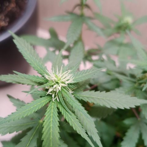 Unknown Mist #1 growlog timeline photo